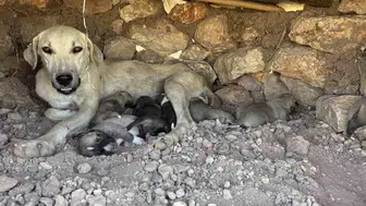 Diyarbakırda kayaların arasına sıkışan yavru köpekler kurtarıldı