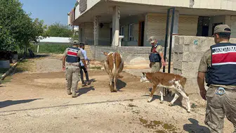 Şanlıurfa'da büyükbaş hayvan satışında dolandırıcılık yapan şüpheli yakalandı