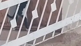Elazığ'da zeki kedi kapı koluna asılı ipi çekerek içeri girdi
