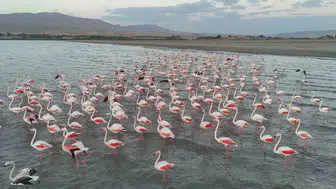 Erçek Gölü flamingoların gelişiyle yeniden renkli görüntülere sahne oluyor