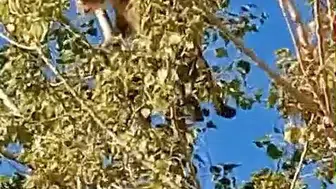 Elazığ'da nadir görülen vaşaklar ağaçta görüntülendi