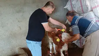 Şırnaklı besicilerin hayvanları sağlık taramasından geçiyor
