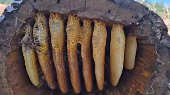 Bingöl dağlarında geleneksel kütük balı hasadı başladı