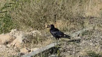 Van sahil yolunda karganın zekası herkesi şaşırttı
