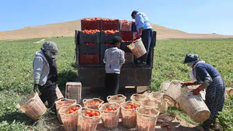 Elazığ tarlalarında zorlu domates hasadı mesaisi