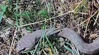 Hakkari'de tarlada karşılaşılan dev yılan şaşkınlık yarattı