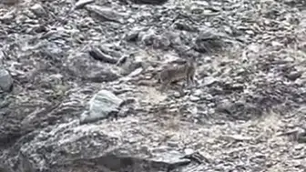Tunceli kırsalında nadir görülen vaşak kameraya yansıdı