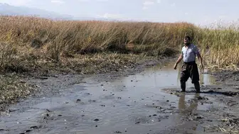 Yüksekova Nehil Sazlığı'nda kuraklık balıkları çamur içinde bıraktı