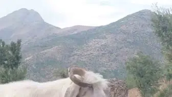Elazığlı fenomen çobanın keçiyle imtihanı izleyenleri kahkahaya boğdu