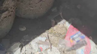 Bitlis Adilcevaz'da damalı su yılanlarının nadir görülen aşk dansı