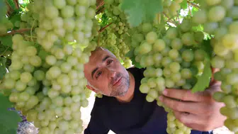 Elazığ bağlarında hasat heyecanı başladı