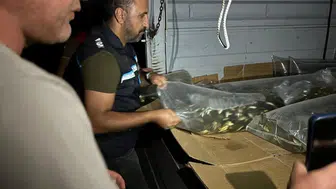 Bitlis'in su kaynaklarına bir milyondan fazla yavru sazan bırakıldı