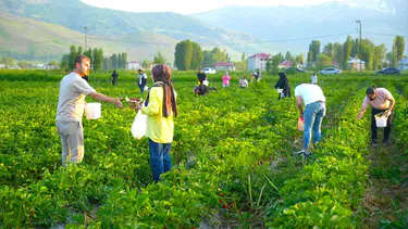 Muş’ta dalından çilek toplama dönemi başladı