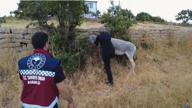 Bingöl yollarındaki sahipsiz hayvanlar için ekipler harekete geçti