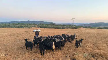 Elazığ’da kayıp sürüsünü dronlar sayesinde bir saatte buldular