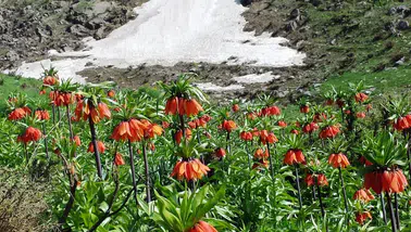 Ergani’de ters laleler açtı: Sakız Dağı’nda görsel şölen