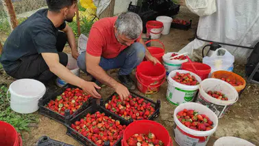 Sason'da rekolte yüksek ama çilek tarlada çürüyor
