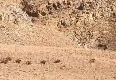 Van Özalp'te yaban domuzu sürüsü yerleşim yerine kadar indi
