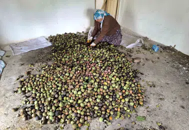 Sason ilçesinde ceviz hasadı dönemi hareketliliği başladı