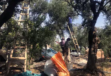 Mardin Derik zeytininde hasat dönemi başladı