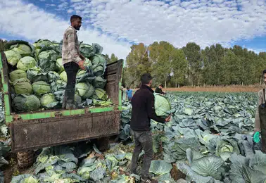 Erciş'in tescilli lahanasında hasat dönemi başladı