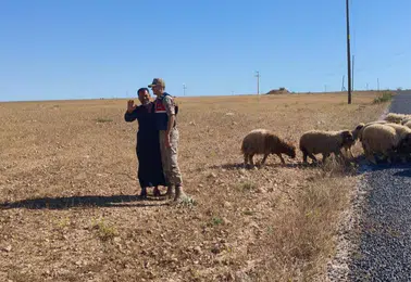 Harran ovasında kaybolan sürüyü jandarma ekipleri arazide buldu