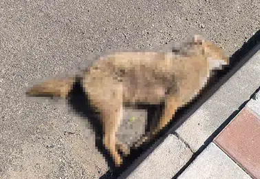Batman Gercüş'te yaban hayatı trafiğe yenik düştü