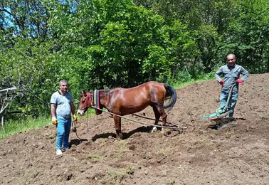 Hizanlı çiftçiler engebeli arazileri karasabanla sürüyor