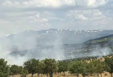 Bingöl Gökçeli'de orman yangını korkuttu