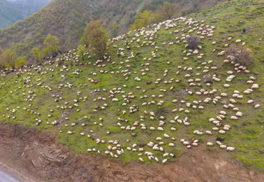 Muşlu besicilerin zorlu yayla mesaisi başladı