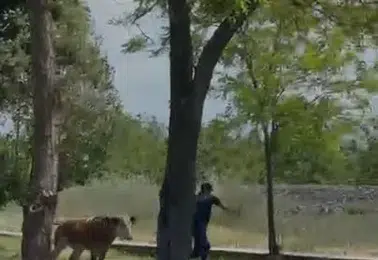 Elazığ sokaklarında dana kovalamacası
