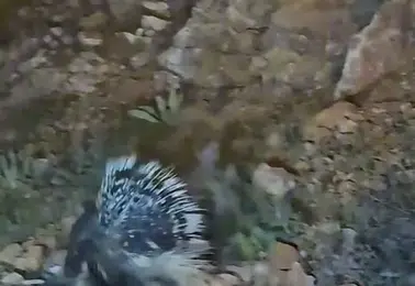 Elazığ yollarında nadir görülen oklu kirpi kameraya yansıdı