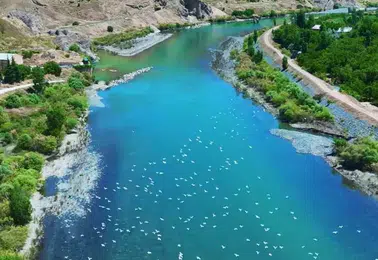 Palu Murat Nehri martıların gökyüzü şovuna sahne oldu