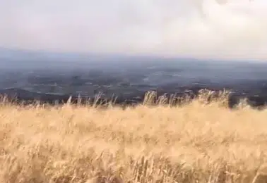 Kızıltepe'de 500 dönüm buğday alevlere teslim oldu