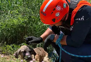 Baykan ilçesinde kuyuya sıkışan köpeği AFAD ekipleri kurtardı