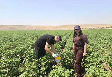 Cizre pamuk üreticisi zararlı böceklere karşı biyoteknik yöntem kullanıyor