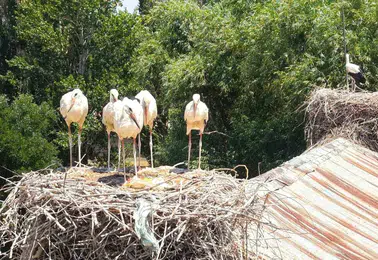 Muş Ovasında leylek yavruları kanat çırpmaya başladı