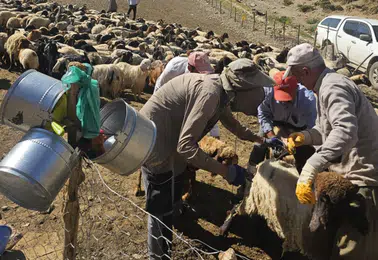 Yüksekova’da hayvanları şarbon hastalığından korumak için yoğun aşılama mesaisi başladı