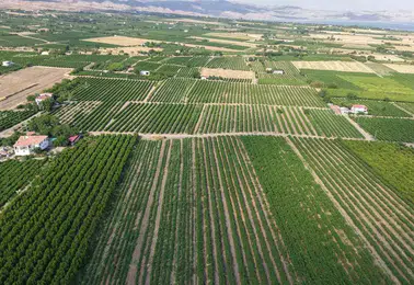 Elazığ bağlarında ağustos bereketi başladı