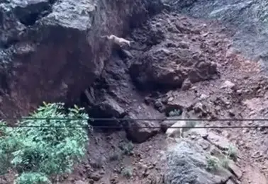 Munzur Vadisinde sarp kayalıkları aşan dağ keçileri görüntülendi
