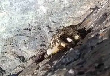 Elazığ dağlarında arıların sarp kayalıklara inşa ettiği doğal petekler görüntülendi