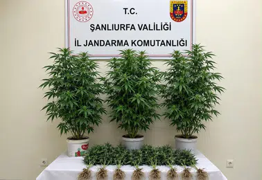 Şanlıurfa Bozova jandarma operasyonunda kenevir bitkileri yakalandı