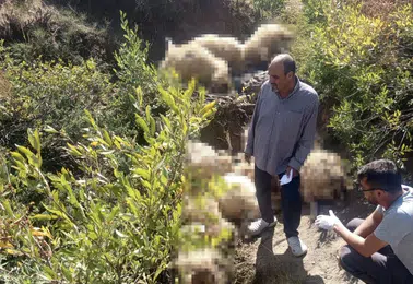 Ovacık yaylasında yabani hayvan paniği 40 koyunun sonu oldu