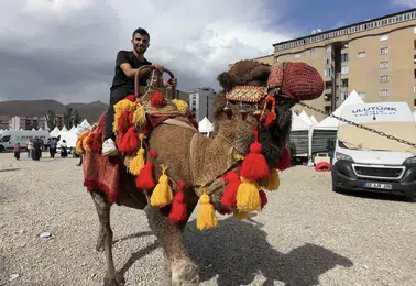 Yüksekova halkı Hatay'dan gelen develer ve midilli atlarıyla buluştu