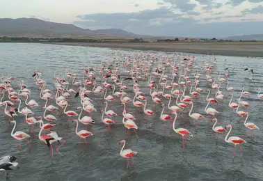 Erçek Gölü flamingoların gelişiyle yeniden renkli görüntülere sahne oluyor