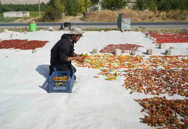 Muşlu çiftçi tarlasında yetiştirdiği sebzeleri Avrupa ülkelerine kadar ulaştırıyor