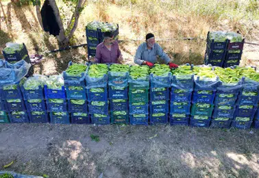 86 yaşındaki Ahmet amca tarlasında ürettiği biberlerle bölge ekonomisine can veriyor