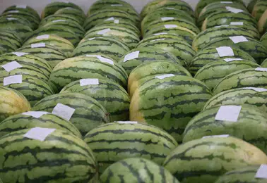 Diyarbakır’ın devasa karpuzları yarışma için özenle muhafaza ediliyor
