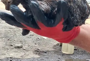 Ağrı Patnos'ta zifte saplanan yavru kedi itfaiye ekiplerince kurtarıldı