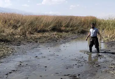 Yüksekova Nehil Sazlığı'nda kuraklık balıkları çamur içinde bıraktı